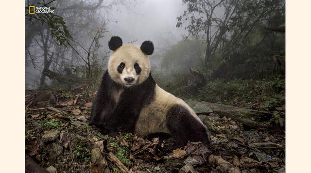 Conservación del panda. (Foto: Ami Vitale / National Geographic)