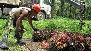 Palmicultores planean invertir en dos plantas de aceite en la selva 