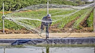 Fondepes otorgaría más de S/11 millones en créditos a pescadores artesanales y acuicultores