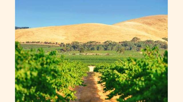 VALLE DE BAROSSA, AUSTRALIA. Situado en el sur de Australia, el Valle de Barossa es un punto muy importante en cuanto a vino se refiere, lo que atrae notablemente al turismo.