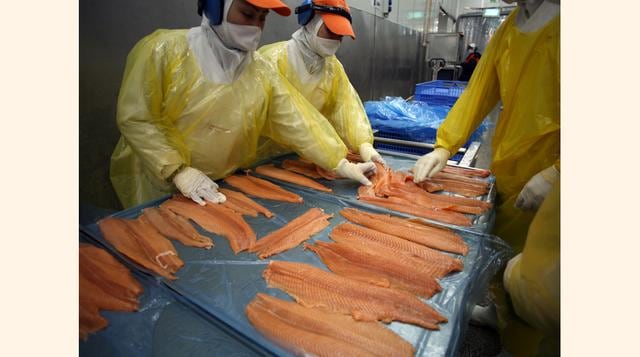 Salmón. Es uno de los pescados más ricos en omega 3, cuyo poder antioxidante es enorme. Tiene propiedades que mejoran la calidad y aspecto de la piel, ayuda a combatir el colesterol y minimiza los problemas de corazón. (Foto: Bloomberg)