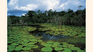 Las regiones con mayores pérdidas en el mundo por destrucción de bosques