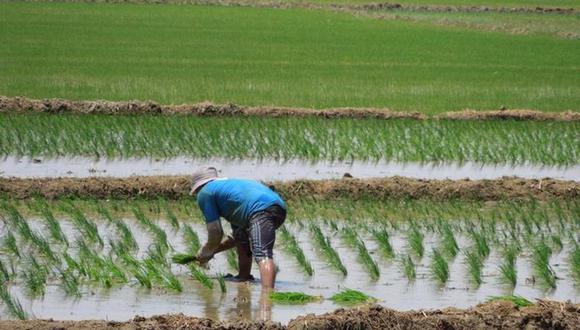 19 de mayo del 2022. Hace 1 año. Area sembrada de arroz disminuye ante la escasez de fertilizantes.