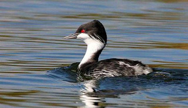 FOTO 8 |  Zambullidor de Junín: Es una de las especies que se encuentra en mayor peligro de extinción en Perú, su único hábitat es el lago Junín o Chinchaycocha en la región Junín. Es un zambullidor que no puede volar y anida entre los totorales del lago, en las partes menos impactadas por la contaminación.