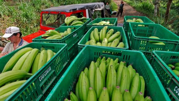 De ese volumen, Rusia constituye el primer país de destino de las exportaciones de banano ecuatoriano con 1.37 millones de toneladas en 2023, equivalente al 22.85% del total. (Foto: Colprensa)