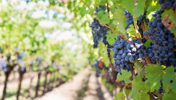 El presidente de la Asociación Peruana de Vinos y Pisco Región Lima mencionó que para el caso de productores que esperaban sacar 10,000 kilogramos de uva por hectárea, solo estarán recogiendo entre 6,000 a 7,000 kilos. (Foto: Pixabay)