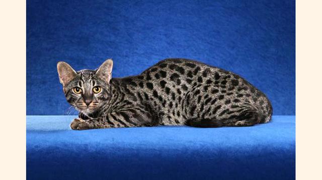 Safari. Esta raza extraña apareció gracias al cruce de un gato doméstico y uno salvaje sudamericano de Geoffroy. Los primeros representantes de la raza fueron creados en Estados Unidos en 1970 para estudiar la leucemia. El peso de un gato adulto en promed