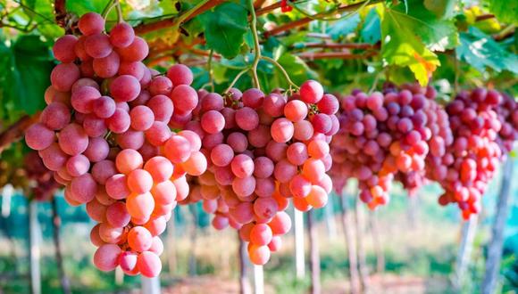Las uvas son el principal producto de agroexportación del Perú. (Foto: GEC).