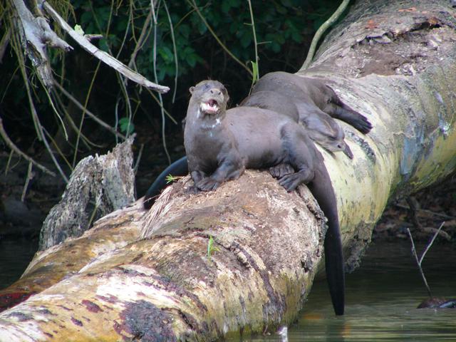 FOTO 16 | Parque Nacional del Manu