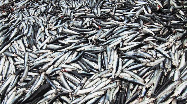 8. Anchoveta. La extracción de especies para el consumo humano indirecto alcanzó 2’733,500 toneladas, que comparada con la captura del año 2015 de 3’616,500 toneladas muestra una variación de -24.42%.