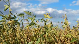 Lluvias continuarán regando corazón agrícola de Argentina tras “fin” de la sequía