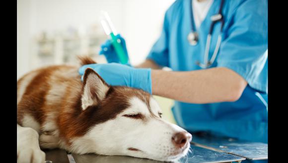 Iniciativa del Congreso busca garantizar la atención médica veterinaria de mascotas en caso de accidentes de tránsito.