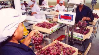 Precio de exportación de la uva peruana cayó ligeramente en la campaña pasada
