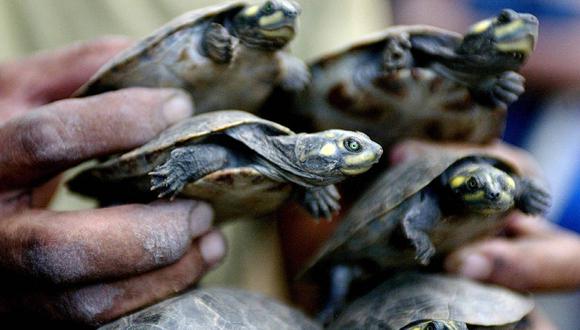 Decomisan 4.000 tortugas de la Amazonía peruana que serían traficadas en Indonesia. Foto: AlbertoRodNews/X