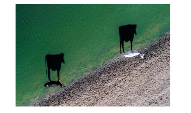 Creatividad. Two Moo de LukeMaximoBell