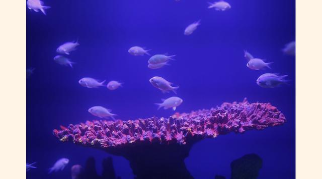 Otra atracción del complejo son los cocodrilos de Morelet, cuya especie es endémica de Chiapas y llegan a crecer hasta tres metros. (Foto: Reuters)