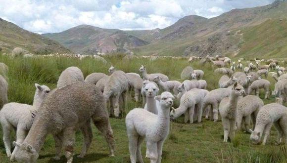 Perú cuenta con más de 5 millones de alpacas, que representan el 80% de la población mundial. (Foto: Adex)