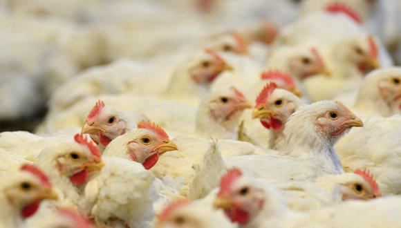 Varios pollos que se alimentan en una granja, en una fotografía de archivo. (Foto: EFE)
