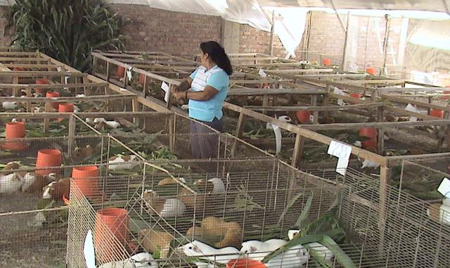 3-      Para tener una óptima exportación, el cuy debe pasar por regulaciones zoosanitarias. En EE.UU. y países europeos, exigen certificados de que los animales estén libres de salmonelosis y otras enfermedades. También se necesita registros sanitarios d