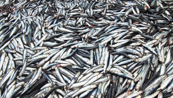 Produce dispone que segunda temporada de pesca de anchoveta termina este domingo 5 de febrero. (Foto: GEC)