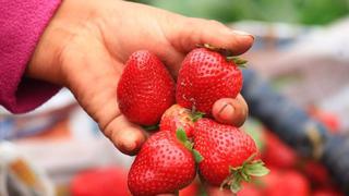 Productores peruanos de fresa traerían plantas nuevas de España que dan mayor rendimiento 