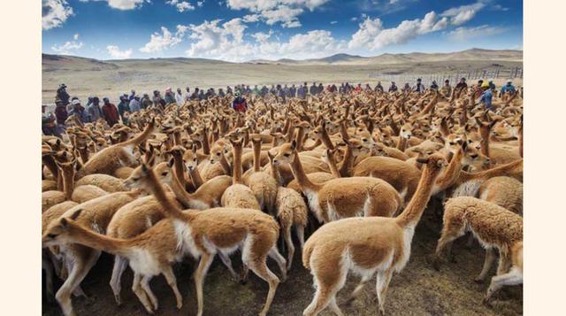 8. Sur del Perú:  Cada año en los confines remotos de Perú miles de vicuñas salvajes se redondea hacia arriba durante “Gran Chaccu” un evento anual de cizallamiento enraizado en la tradición inca. Pastores andinos rodean a estas alpacas salvajes, muy apre