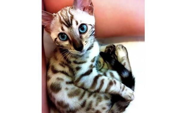 Mau egipcio. El aspecto de estos gatos poco ha cambiado en 3000 años: desde los tiempos del Antiguo Egipto. Estos gatos no solo tienen manchas en su pelaje sino también en su piel. Para ser el dueño de un gato del Antiguo Egipto tendrías que gastar de 500