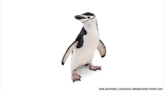 Si las temperaturas se incrementan 4 grados, se perderá 16% de los animales y plantas, según un estudio de de la Universidad de Connecticut, USA. (Foto: bbc)