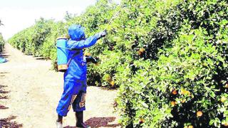 Senasa busca proteger a seis regiones del norte de la mosca de la fruta