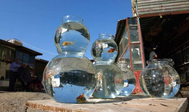 Roma: En Roma apuestan por el bienestar de los animales. Está prohibido tener peces viviendo en un tanque redondo, ya que mantienen que es cruel al limitar el flujo de oxígeno y poder dejar ciego al pez. Además, está penado no pasear al perro con multas d