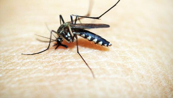 El dengue es una enfermedad que se trasmite con la picadura de un zancudo. (Foto: Pixabay/41330)