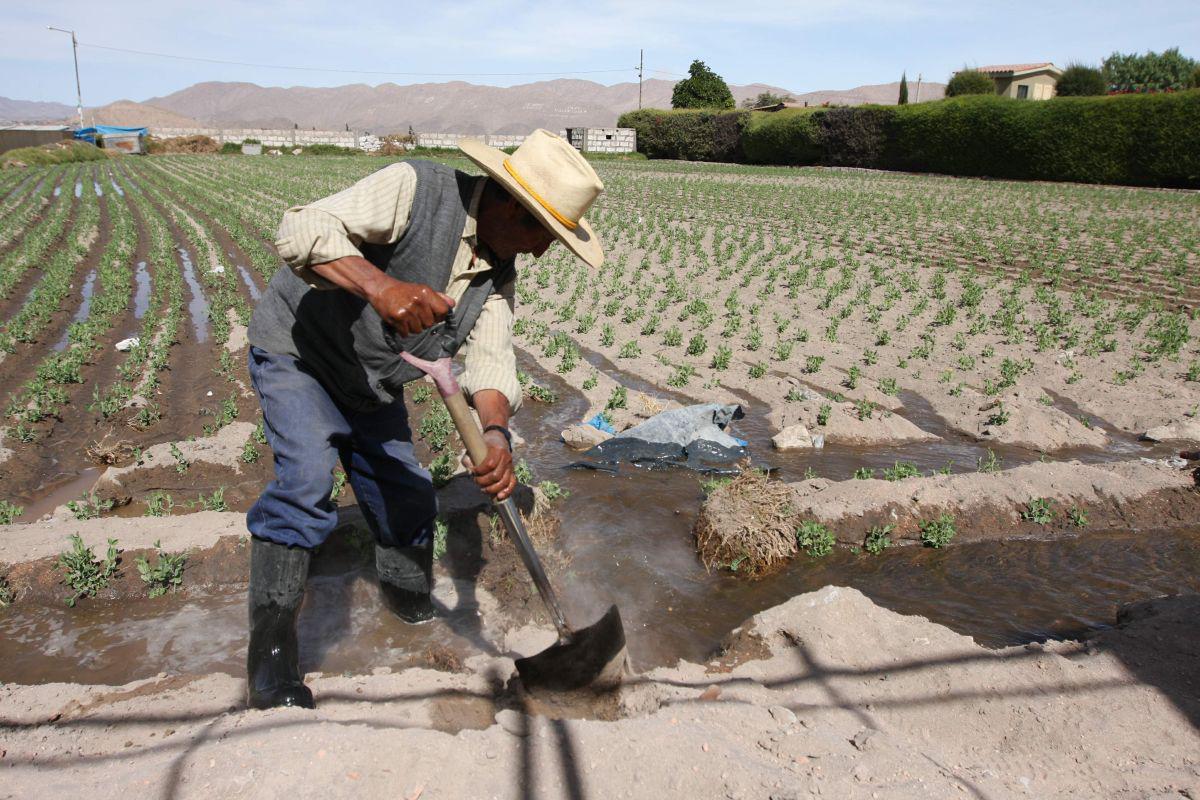 Agricultor (Foto: USI)
