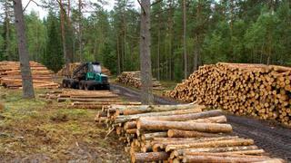 Adex: Deficiente administración forestal afecta negativamente al subsector maderero