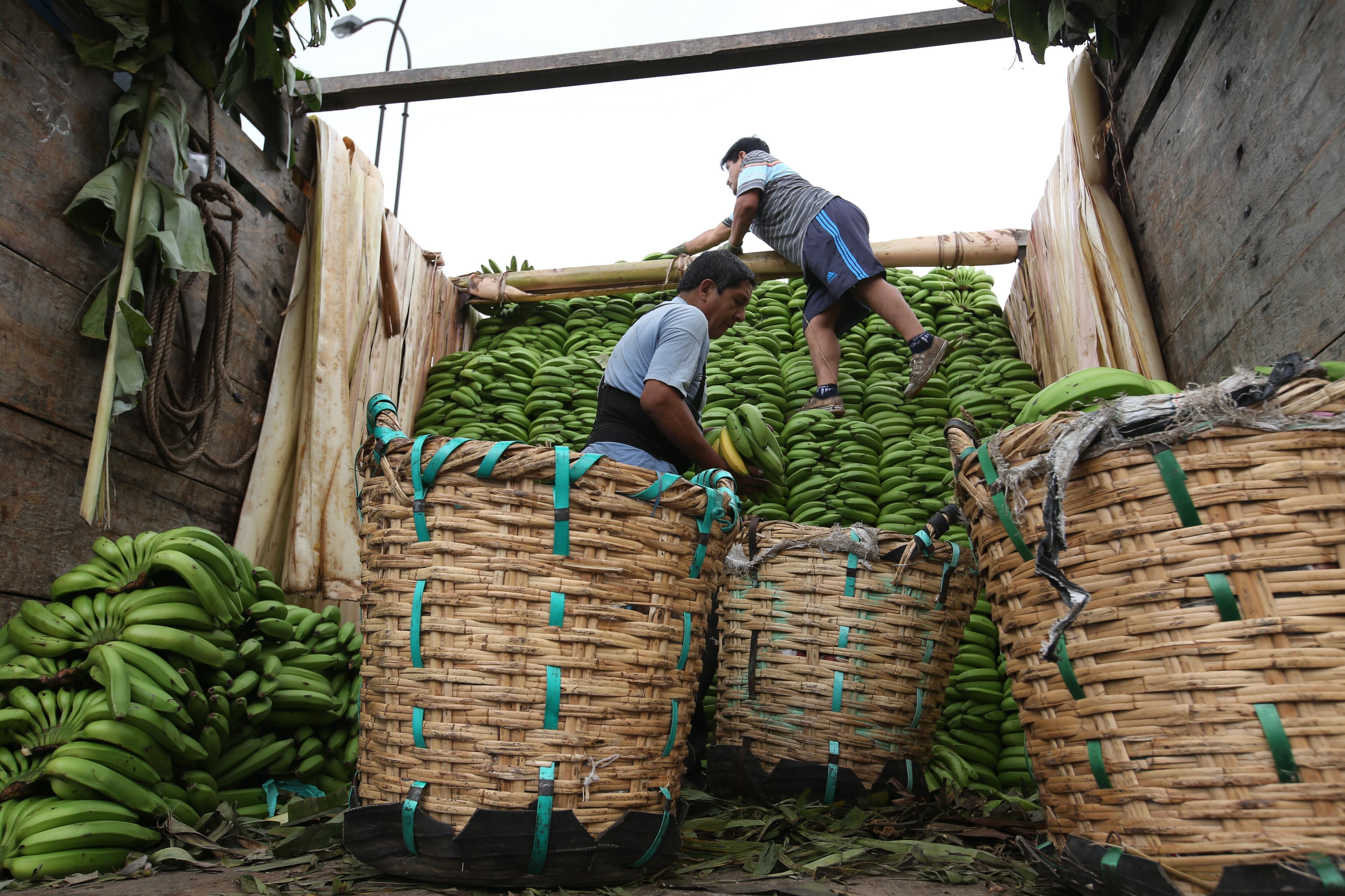 Ecuador es en la actualidad el mayor suministrador de plátanos a Rusia. (Foto: GEC)
