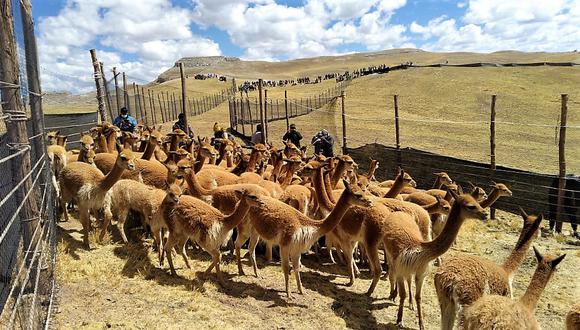 Chaccu de vicuñas. (Foto: Difusión)