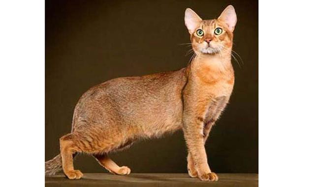 Chausie. s una de las razas de gato más extrañas que apareció gracias al cruce de un gato doméstico y un lince de pantano. Es un animal muy social que no soporta la soledad. Estos gatos se alegrarán con cualquier compañía, ya sea de otra persona, de otro 