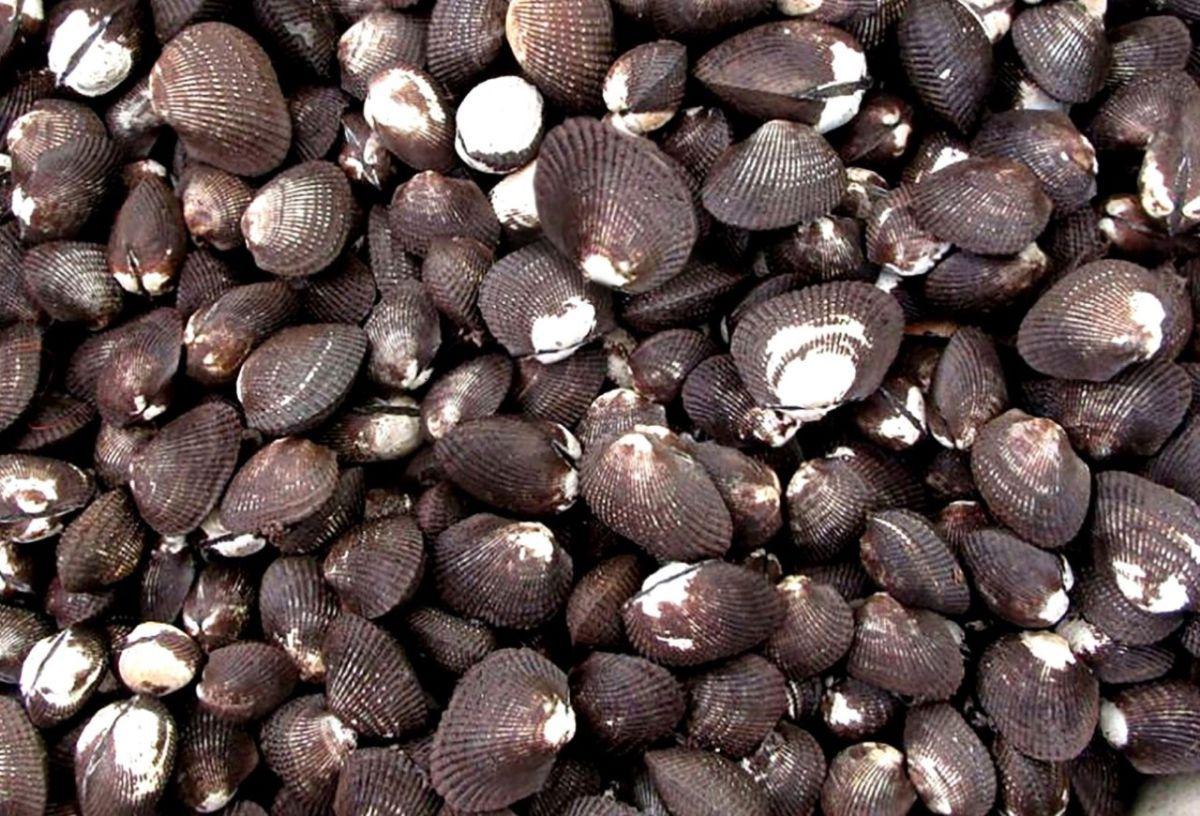 Conchas negras. (Foto: Produce/Difusión)