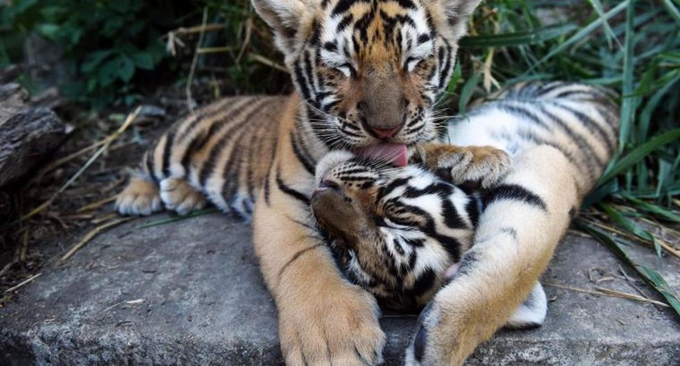 Nuevas Crías De Tigres En Bangladés Renueva Esperanza De Población En Extinción Tendencias
