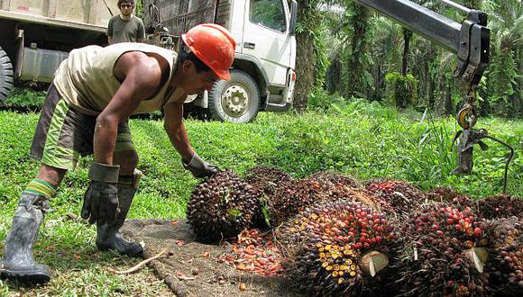 Cultivos de palma aceitera. (Foto: GEC)