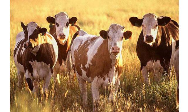 Impuesto por emisión de gases del Ganado. Aquellos dueños de vacas en Irlanda y en Dinamarca estuvieron cerca de tener que pagar un impuesto por las flatulencias que emiten sus animales. El pago propuesto era de 13 euros (poco más de $29.627) por cada uno