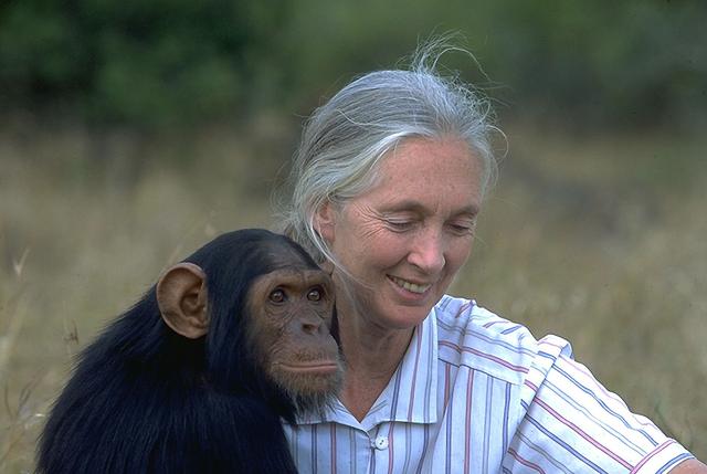 Foto 9 | Jane Goodall: Ha dedicado su vida a observar la conducta de los chimpancés, desde sus hábitos de caza, hasta sus emociones, estructura social e inteligencia. Gracias a su investigación, se han descubierto muchos aspectos del propio Homo sapiens.