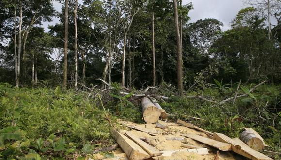 Deforestación. (Foto: EFE)