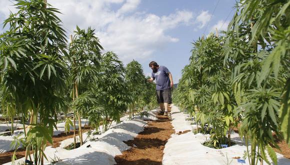 "El cáñamo es una planta genéticamente similar al cannabis sativa". (Foto: EFE)