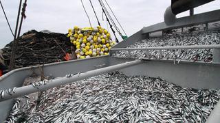 Produce fija límite de pesca de anchoveta para consumo humano directo en 150,000 toneladas