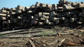 Perú incumplió compromiso con EE.UU. que buscaba detectar origen ilegal de la madera