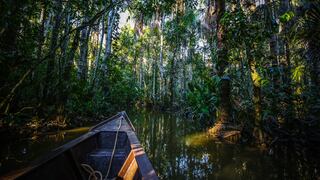 Amazonía perdió 9.7% de su vegetación en los últimos 37 años, según análisis
