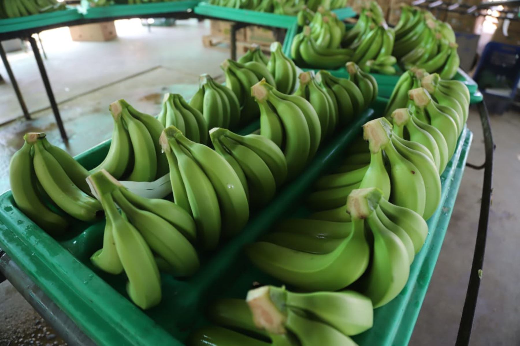 Las exportaciones de banano crecieron tanto en volumen como en valor en noviembre, con lo cual se superaron los niveles alcanzados durante el año anterior.