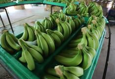 Banano se suma a lista de productos que ya superaron exportación del 2023