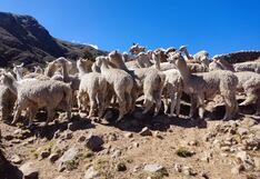 Entre alpacas, hilos y telares, artesanas aymaras conservan sabiduría de sus ancestros
