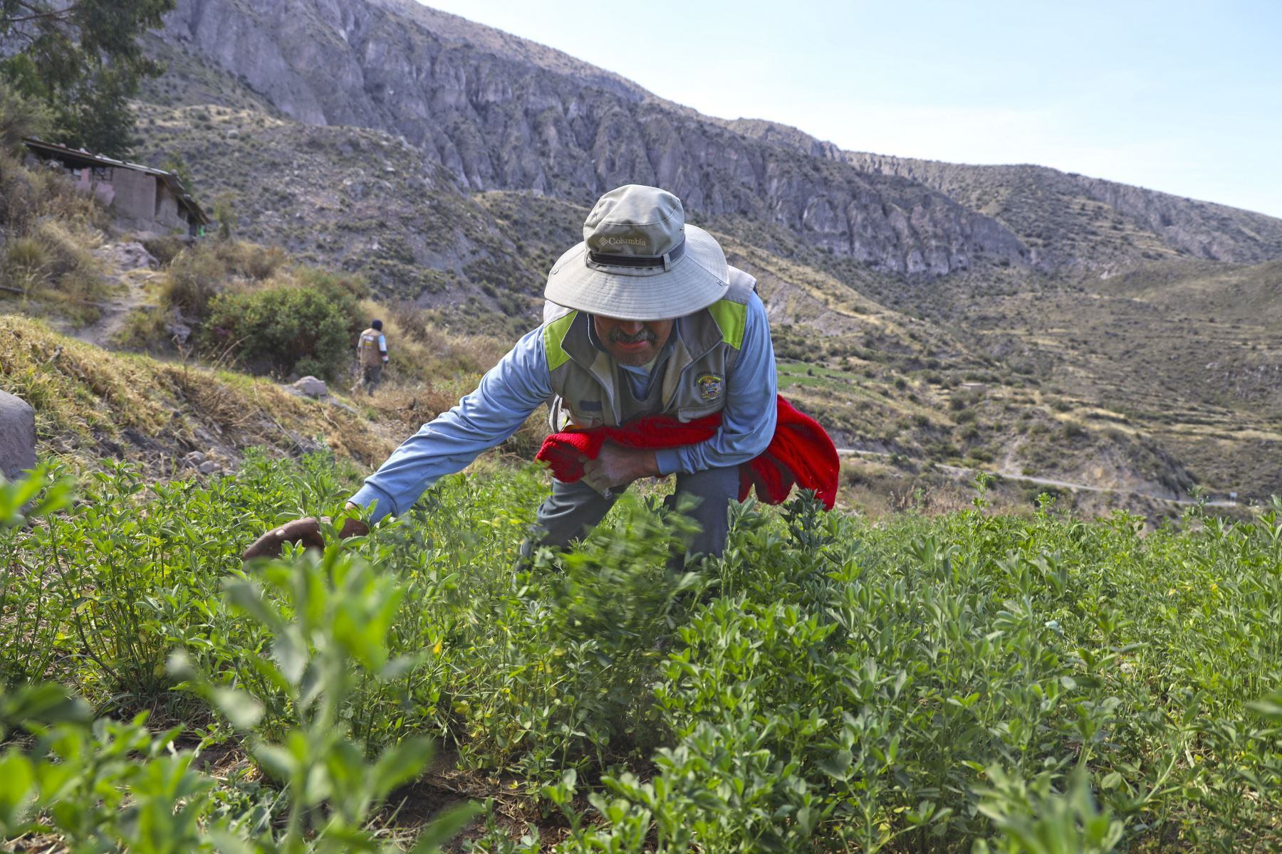 Se incluye la creación de empleos temporales en áreas rurales, especialmente enfocados en infraestructura de riego. (Foto: Conveagro)